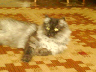 DSC00984.JPG