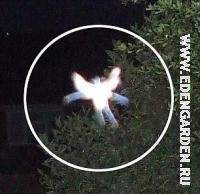 fairy_thumbnail.jpg