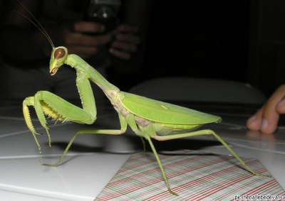 mantiss 2.PNG
